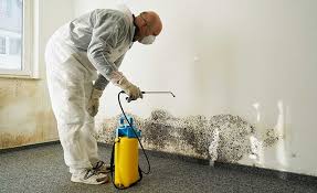 Why You Should Choose Our Mold Remediation Services in Fitchburg, MA